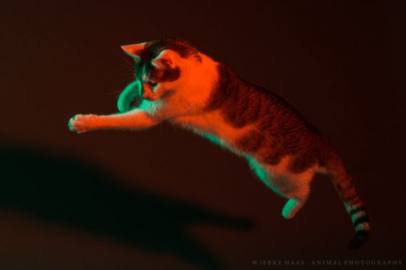 Вібке Хаас зробила незвичайний фотопроект із котами