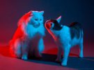 Вибке Хаас сделала необычный фотопроект с котами