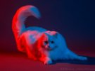 Вібке Хаас зробила незвичайний фотопроект із котами
