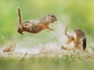 Фотограф Юліан Рад робить зробив незвичайні знімки білок, хом'яків і лисиць