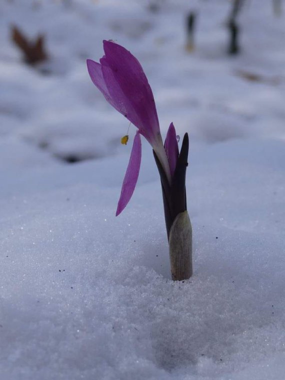 Одеса: зацвіли ніжні квіти, які не стали чекати весни