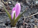 Одесса: зацвели нежные цветы, которые не стали ждать весны