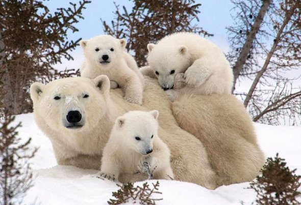 День полярного ведмедя запровадили з метою поширити інформацію про зникнення тварин