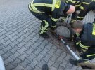 В німецькому Бенсхаймі організували рятувальну операція для товстого пацюка, який застряг у отворі каналізаційного люку
