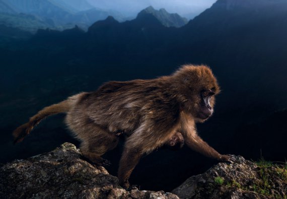 Рідкісна мавпа-гелада в ефіопських горах Симєн