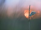Блакитний метелик сідає на сухий пшеничний колосок в англійському графстві Девон