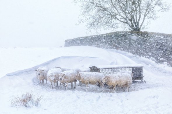 Вівці знайшли притулок під час завірюхи, Англія