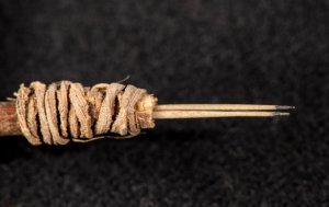 Небольшой инструмент с ручкой из ветки кустарника и иглой от кактуса был изготовлен около двух тысяч лет. Фото: Bob Hubner