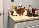 Кот прячется от ветеринара