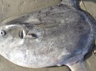 На березі Каліфорнії виявили незвичайну велитенську рибу.
