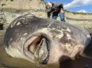 На берегу Калифорнии обнаружили необычную велитенский рыбу.