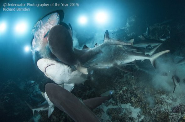Сотні акул полюють уночі біля острова Факарава у Французькій Полінезії