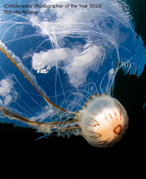 Медуза-компас в водах у британского архипелага Силли
