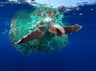 Черепаха Caretta caretta заплуталася в риболовній сітці