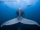 Горбатий кит