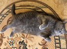 Кіт Марік живе у селі Супрунівка на Полтавщині. Має 10 кілограмів ваги