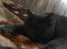 Кіт Марік живе у селі Супрунівка на Полтавщині. Має 10 кілограмів ваги