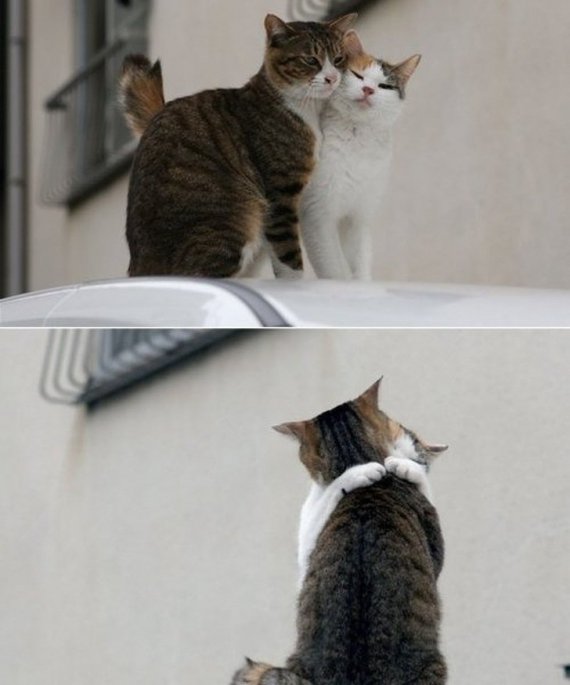 В привязанности между котами все очень похоже на отношения влюбленных людей.