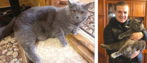 Владислав Шматко п'ять років тому купив кота британської породи Маріка. Зараз десятикілограмовий кіт живе в квартирі його батьків у селі Супрунівка