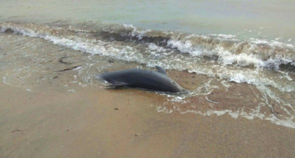 Мертва червонокнижна афаліна на берегу моря