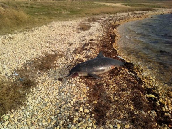 Мертвая краснокнижная афалина на берегу моря