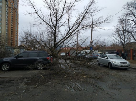 На улице Рыбацкой в Печерском районе огромное дерево упало сразу на три припаркованные машины.