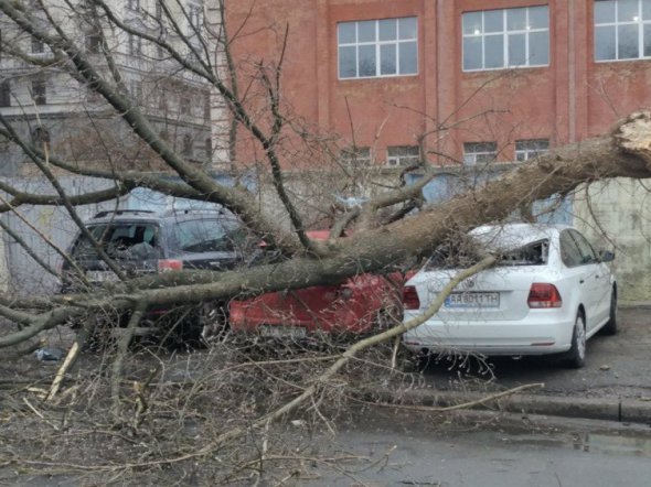 У Києві сухе дерево пошкодило автомобілі