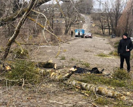 У Хмільнику  на Вінниччині через падіння дерева загинула 29-річна жінка