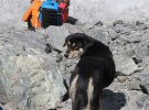 Бродяча собачка піднялася на гору висотою 7129 м