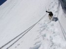 Бродячая собачка поднялась на гору высотой 7129 м