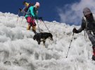 Бродячая собачка поднялась на гору высотой 7129 м