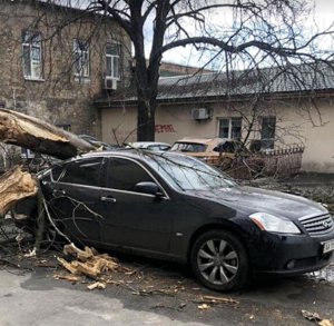 10 березня на столичній вулиці Мазепи, 10 у дворі сухе дерево впало на автомобіль "Інфініті" вартістю півмільйона гривень. Розбило вікна, погнуло дах