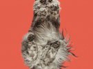 Андрюс Бурба робить незвичайні фотографії котів в проекті Underlook