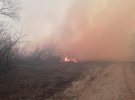 На території Вилковського лісництва в Одеській області спалахнула пожежа