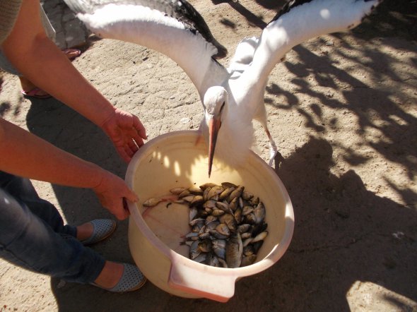 Лелека Буслик їсть рибу