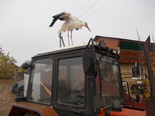 Лелека Баслик стоїть на тракторі