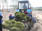 В Чаловском лесничестве сажают сосны механизированным способом