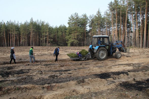 У Чалівському лісництві саджають сосни механізованим способом