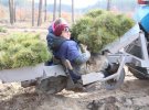 В Чаловском лесничестве сажают сосны с помощью посадмашины