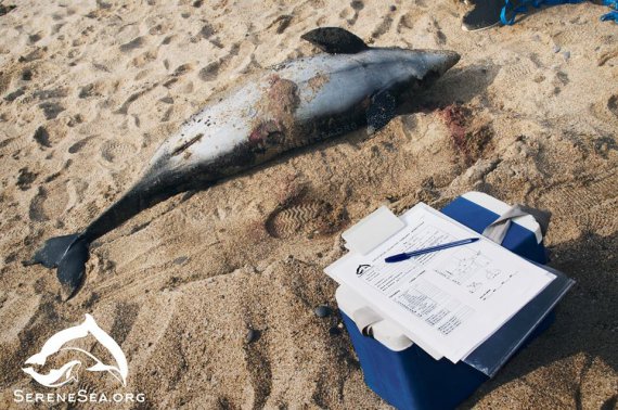 На побережье Евпатории выбросило на берег 16 краснокнижных дельфинов, погибших от жаберной сети.