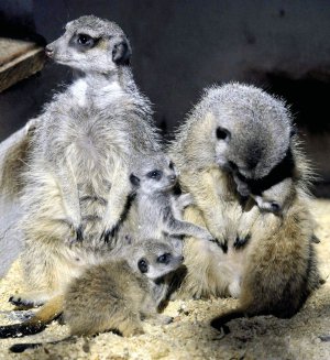 Пара сурикатів народила трьох дитинчат у Вінницькому подільському зоопарку. Живуть у вольєрі, який обігрівають інфрачервоними лампами