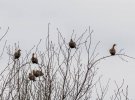 За два дня экспедиции экспедиции орнитологи-любители заметили 37 краснокнижных орланов-белохвостов.