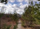 На деревах Чорнобиля почали пробиватися бруньки, а місцями на землі вже проростає свіжа трава.