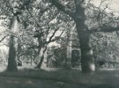 У 1920-х роках зробили фото Біловезької пущі