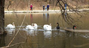24 березня на озеро Полтавського дендропарку випустили дві пари білих лебедів, пару чорних, казарку і качок. Птахів дав розплідник у Ковалівці