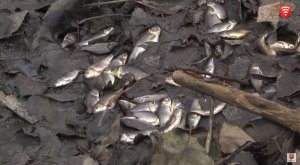 У Вінниці риба помирає через мазут. Фото: ВітаТБ.