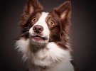 Морди собак перетворюються на обличч з людськими виразами