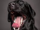 Морди собак перетворюються на обличч з людськими виразами