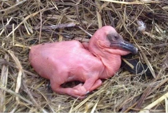 Новорожденный пеликан