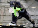 Працівники зоопарку вирішили пригостили тварин фірмовими пасхальними пакетиками